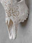 Bull Skull Carved Fern - Skull,A/151