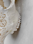Bull Skull Carved Fern - Skull,A/151