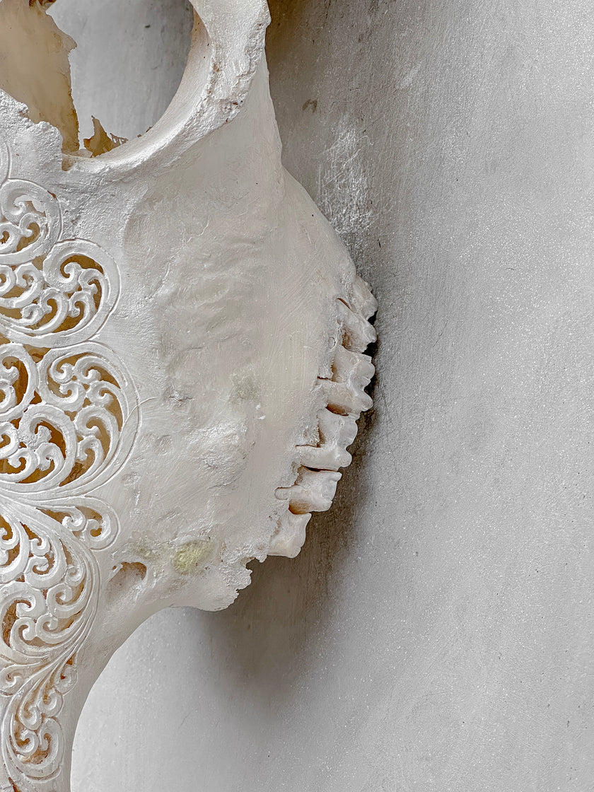 Bull Skull Carved Fern - Skull,A/151