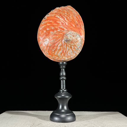 Abalone Shell on Stand Red-L2/348