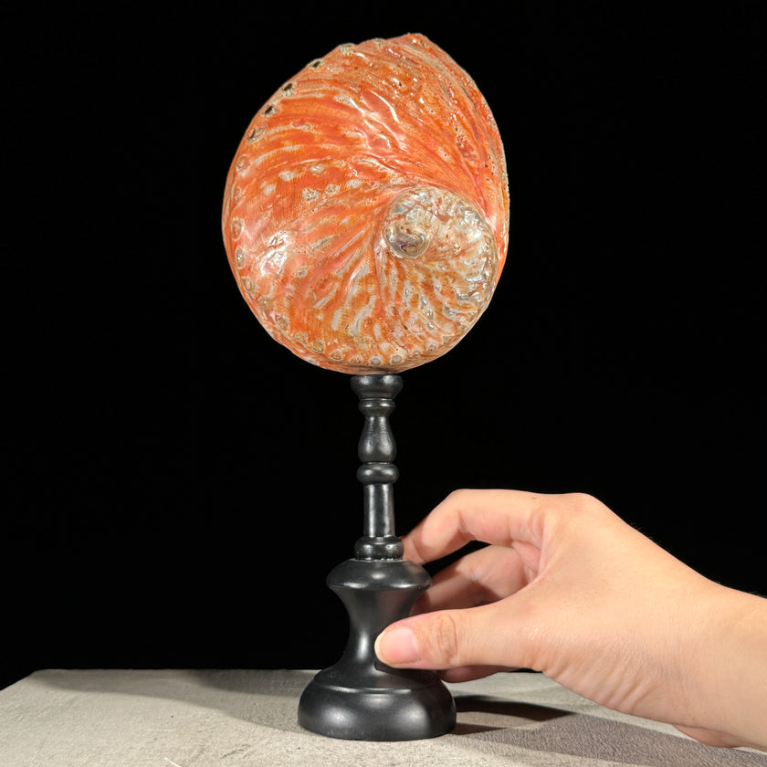 Abalone Shell on Stand Red-L2/348