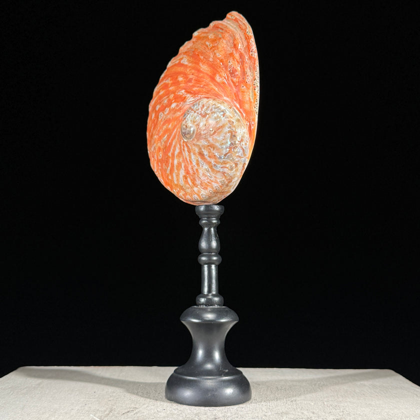 Abalone Shell on Stand Red-L2/348
