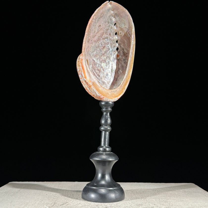 Abalone Shell on Stand Red-L2/348