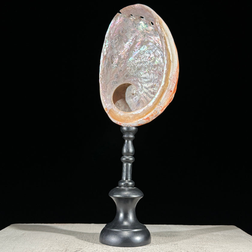 Abalone Shell on Stand Red-L2/348