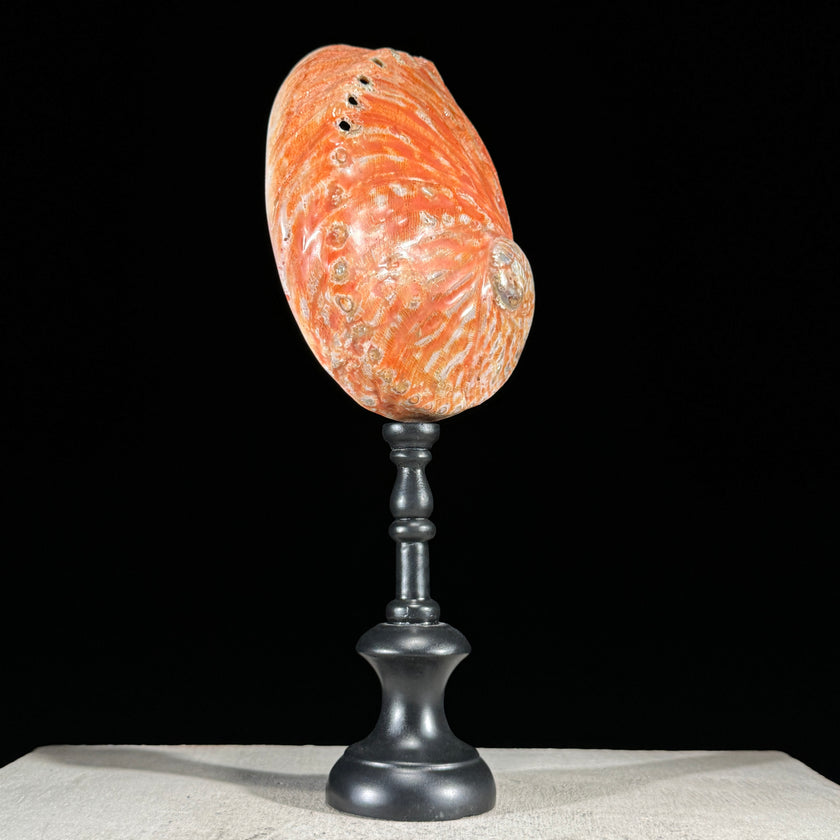 Abalone Shell on Stand Red-L2/348