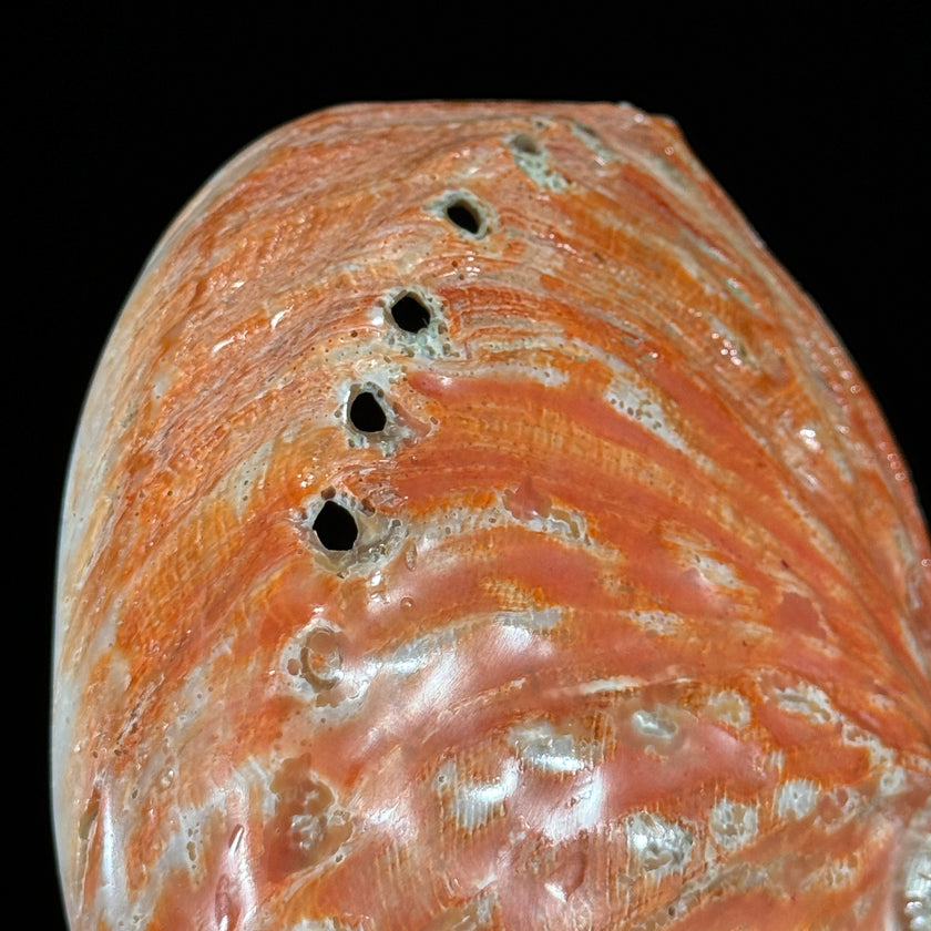 Abalone Shell on Stand Red-L2/348