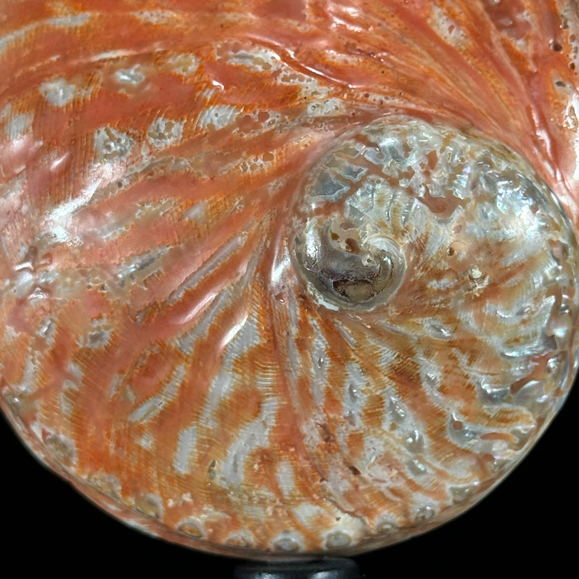 Abalone Shell on Stand Red-L2/348