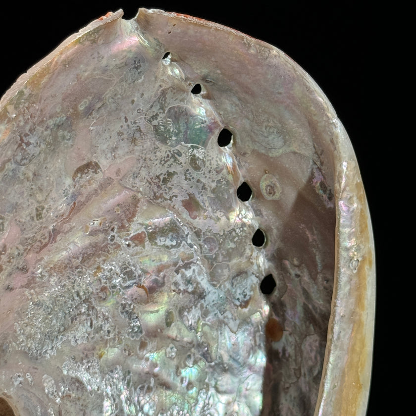 Abalone Shell on Stand Red-L2/348