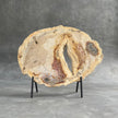 A Beautiful Slice of Petrified Palm Root on stand  PetW/157