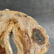 A Beautiful Slice of Petrified Palm Root on stand  PetW/157