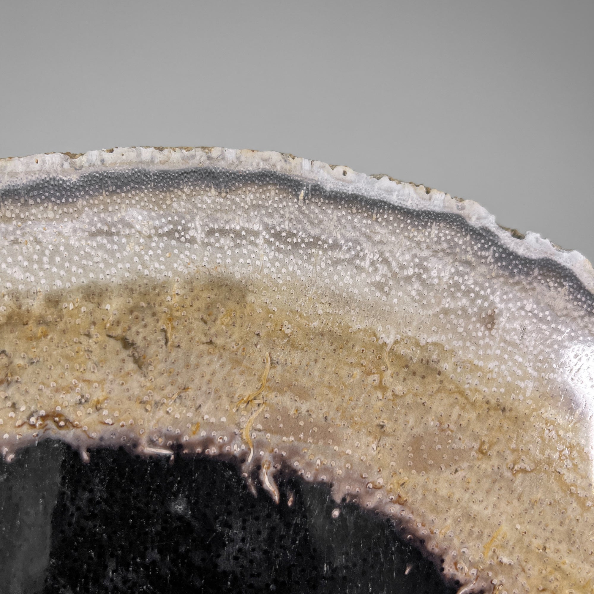 A Beautiful Slice of Petrified Palm Root on stand  PetW/068