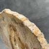 A Beautiful Slice of Petrified Palm Root on stand  PetW/157