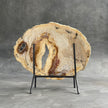 A Beautiful Slice of Petrified Palm Root on stand  PetW/157