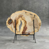 A Beautiful Slice of Petrified Palm Root on stand  PetW/157