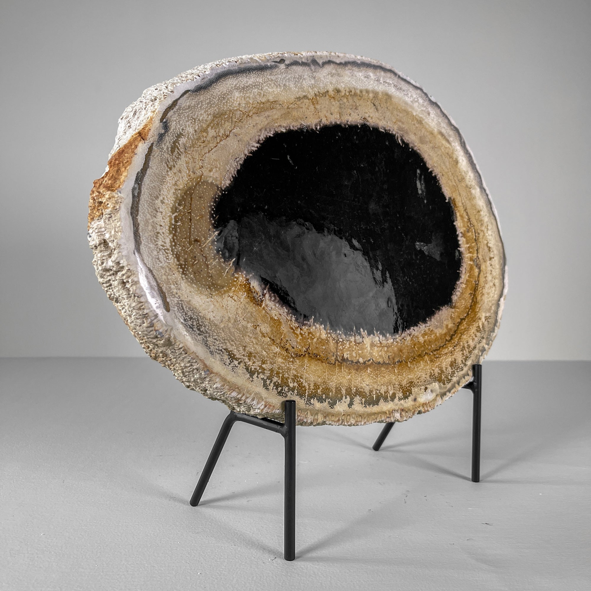 A Beautiful Slice of Petrified Palm Root on stand  PetW/068