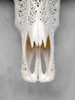 Caved Waterbuffalo Skulls with Big lotus Carving Skull,A/171