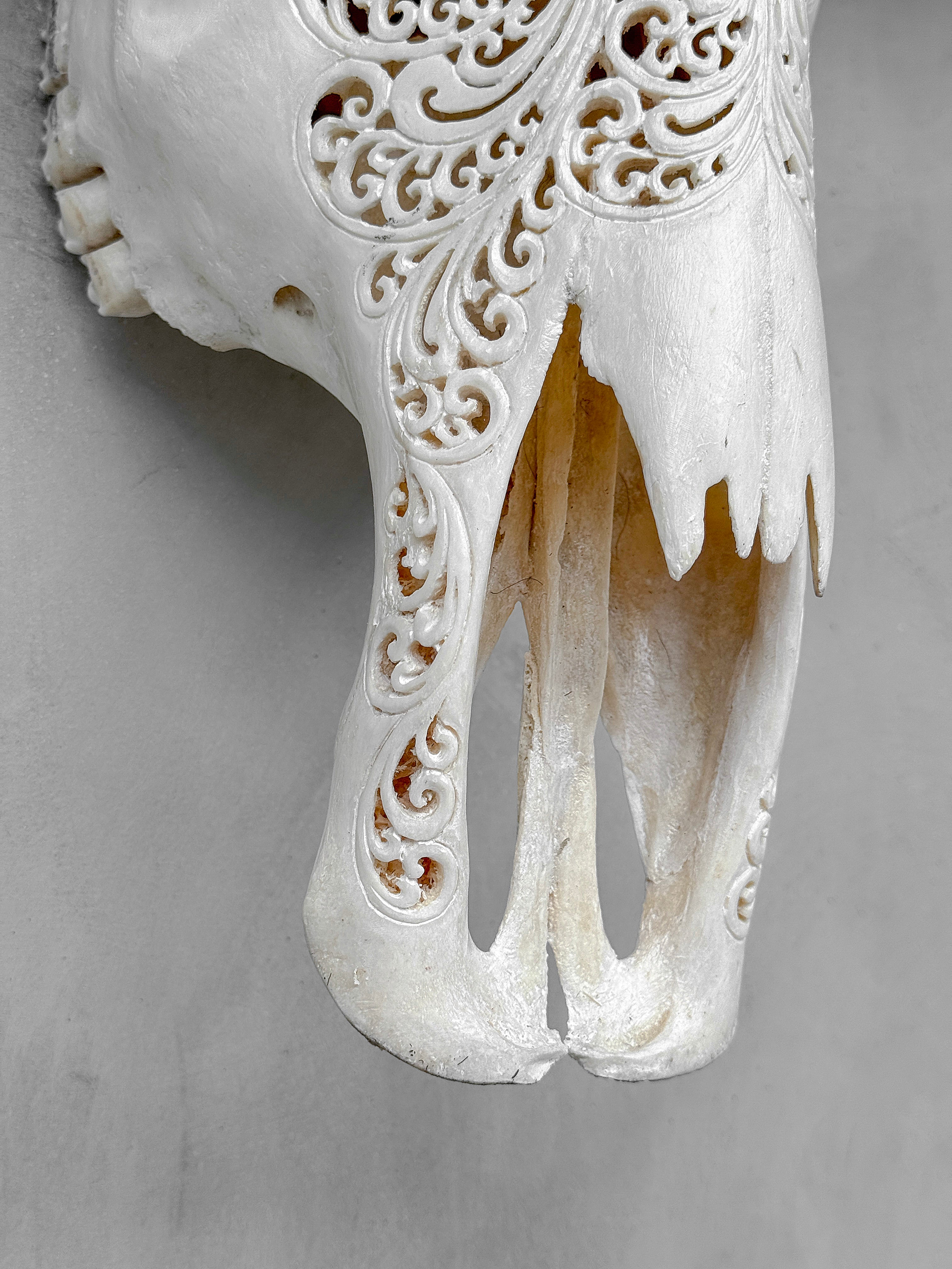 Caved Waterbuffalo Skulls with Big lotus Carving Skull,A/171