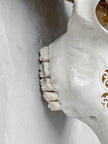Caved Waterbuffalo Skulls with Big lotus Carving Skull,A/171