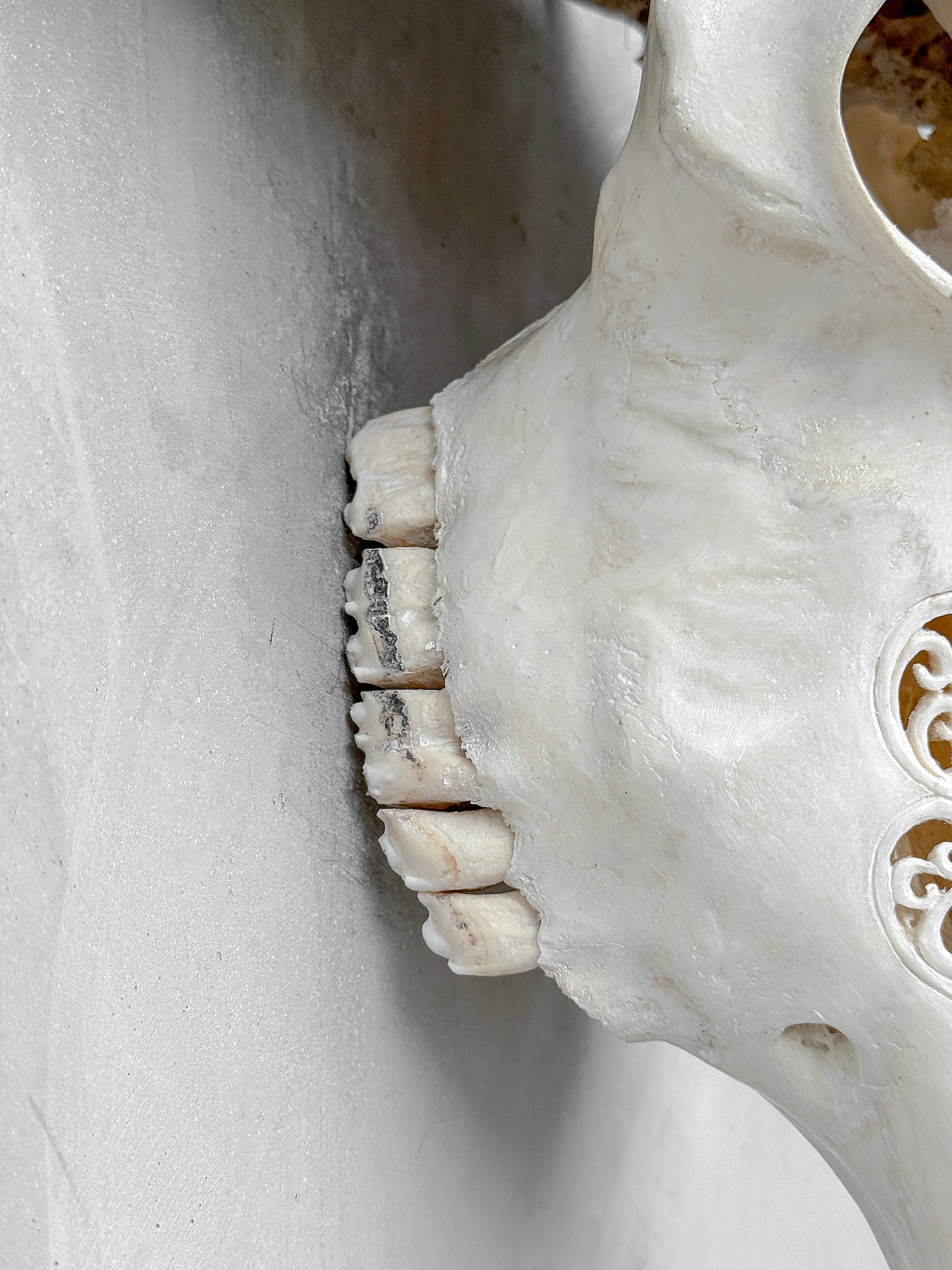 Caved Waterbuffalo Skulls with Big lotus Carving Skull,A/171