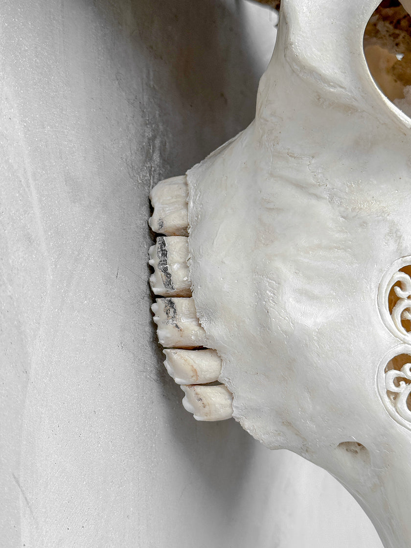 Caved Waterbuffalo Skulls with Big lotus Carving Skull,A/171