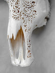 Caved Waterbuffalo Skulls with Big lotus Carving Skull,A/171