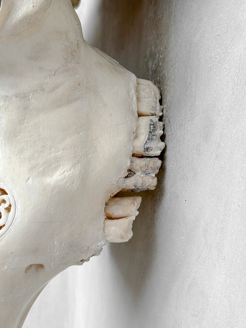 Caved Waterbuffalo Skulls with Big lotus Carving Skull,A/171