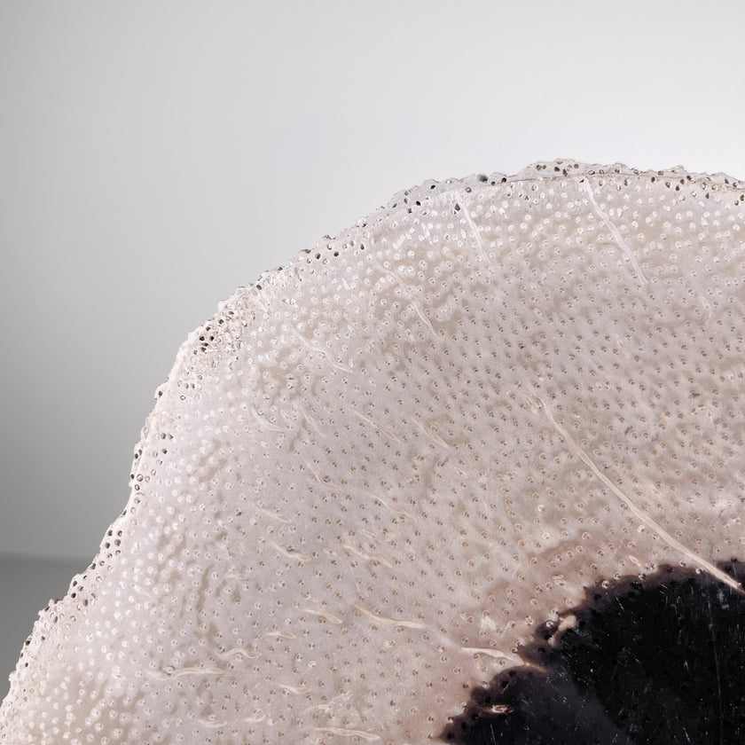 A Beautiful Slice of Petrified Palm Root on stand  PetW/045