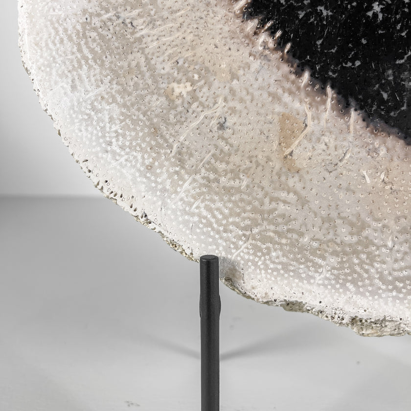 A Beautiful Slice of Petrified Palm Root on stand  PetW/045