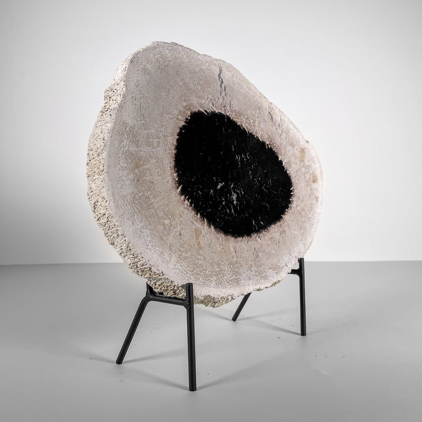 A Beautiful Slice of Petrified Palm Root on stand  PetW/045