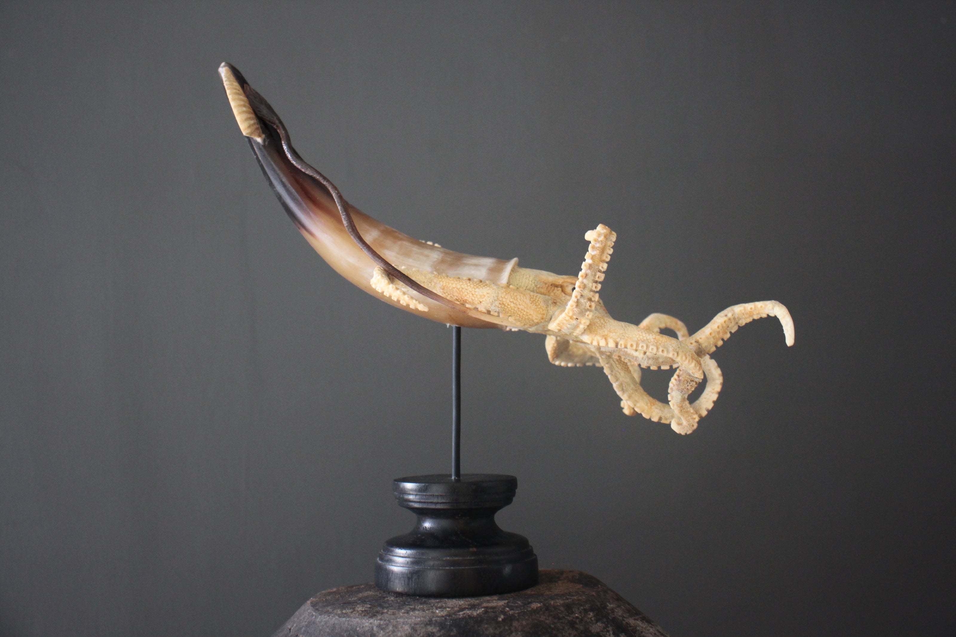 A Stunning Hand Carved Octopus With Horn on a Stand - 22/EX/380