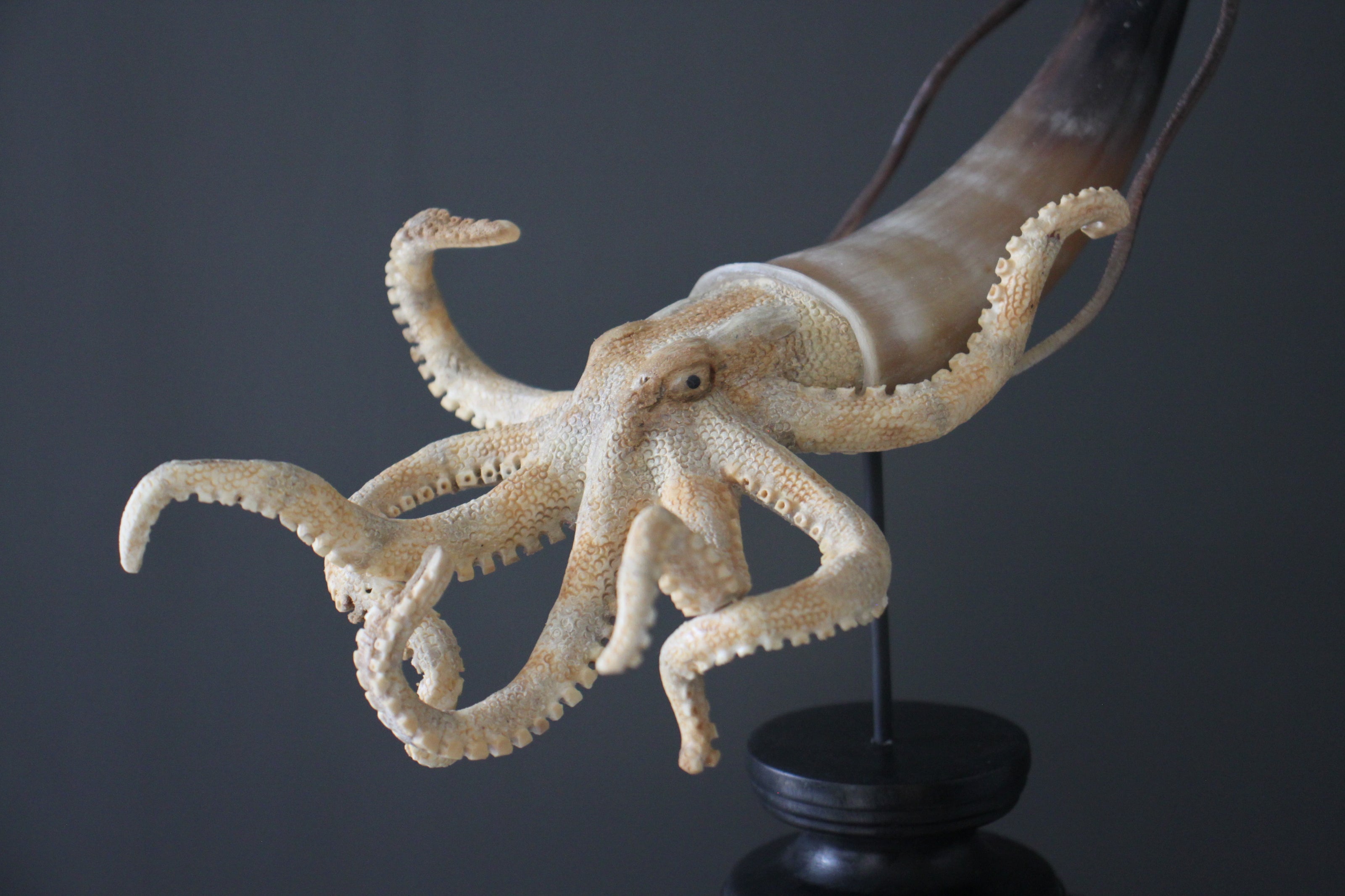 A Stunning Hand Carved Octopus With Horn on a Stand - 22/EX/380