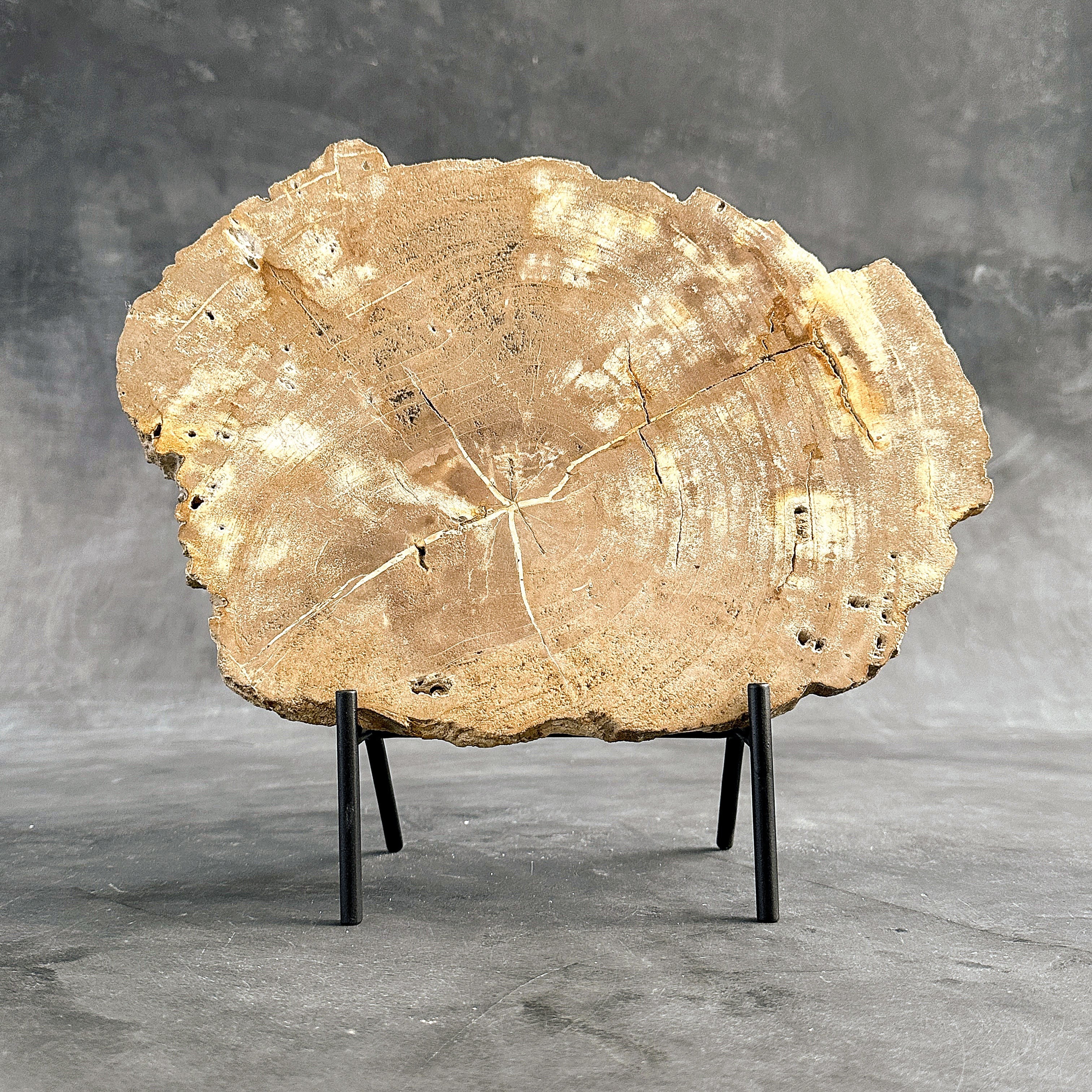 Beautiful Slice of Petrified Wood on stand - H5/174