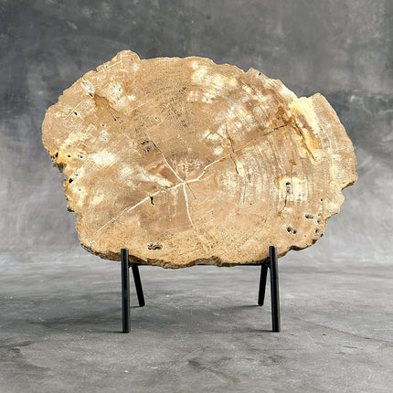 Beautiful Slice of Petrified Wood on stand - H5/174