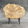 Beautiful Slice of Petrified Wood on stand - H5/174