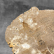 Beautiful Slice of Petrified Wood on stand - H5/174