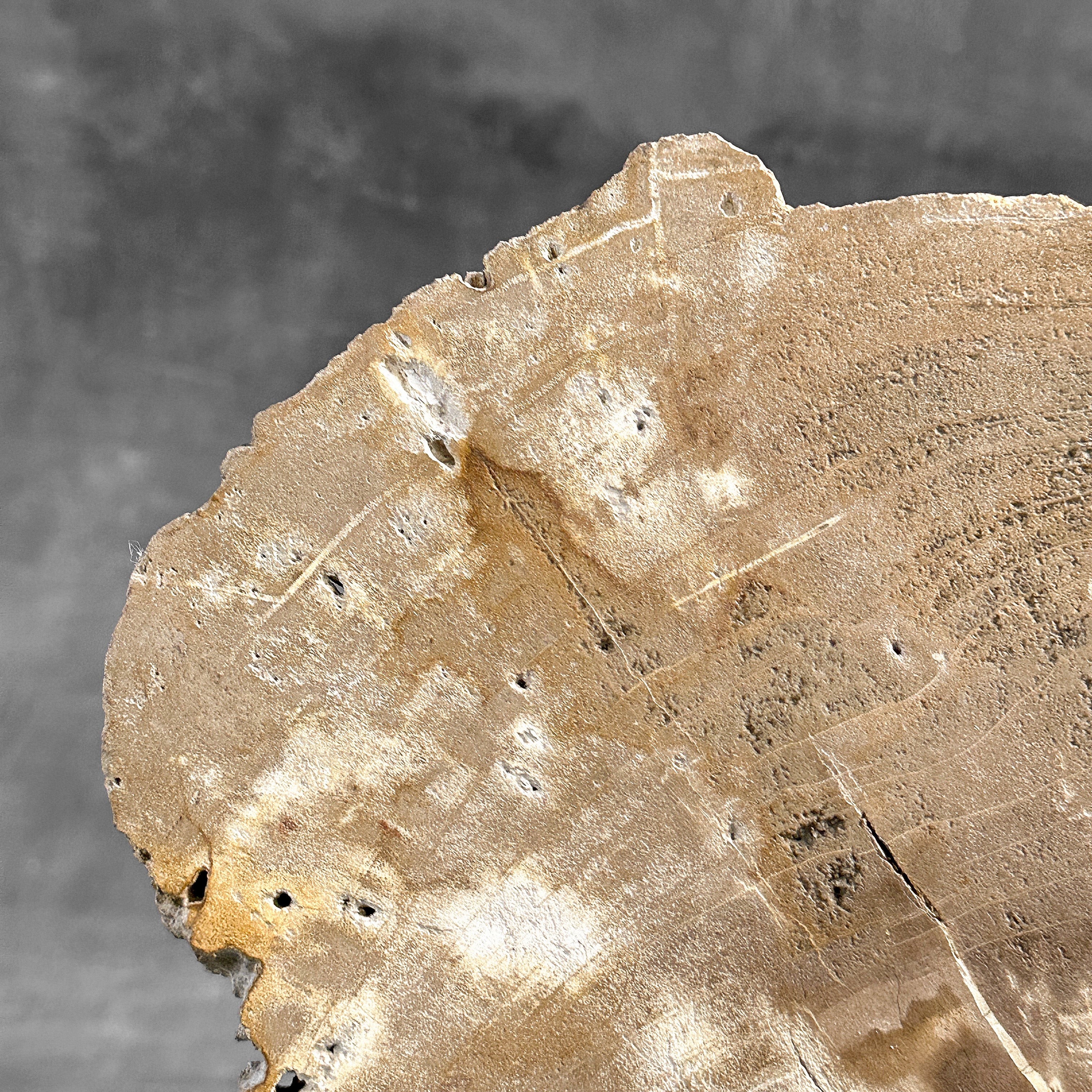 Beautiful Slice of Petrified Wood on stand - H5/174