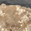 Beautiful Slice of Petrified Wood on stand - H5/174