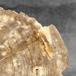 Beautiful Slice of Petrified Wood on stand - H5/174