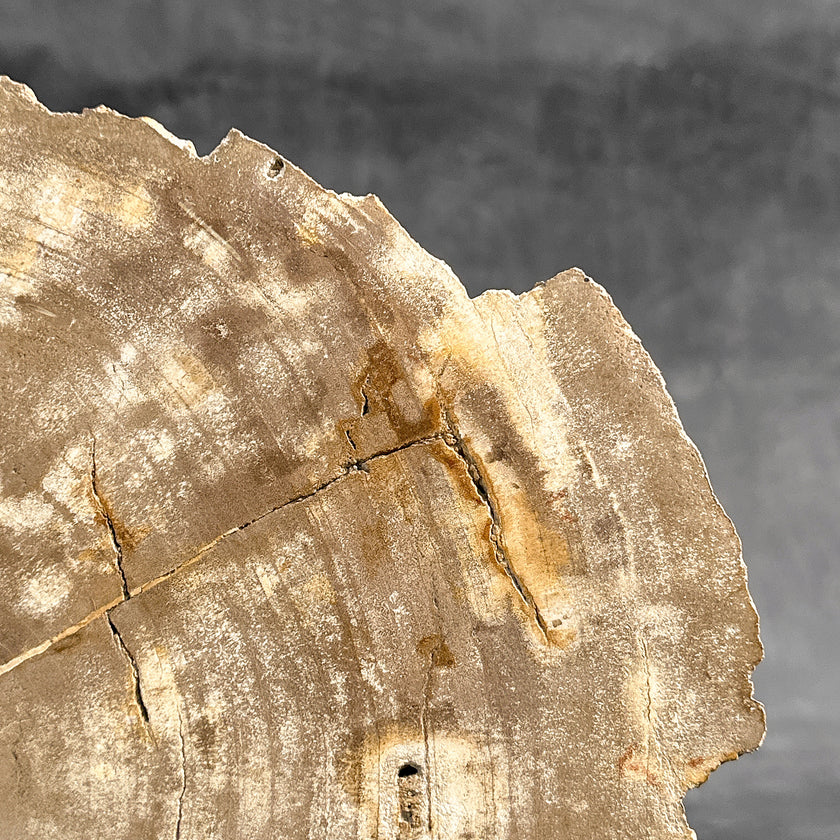 Beautiful Slice of Petrified Wood on stand - H5/174