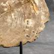 Beautiful Slice of Petrified Wood on stand - H5/174