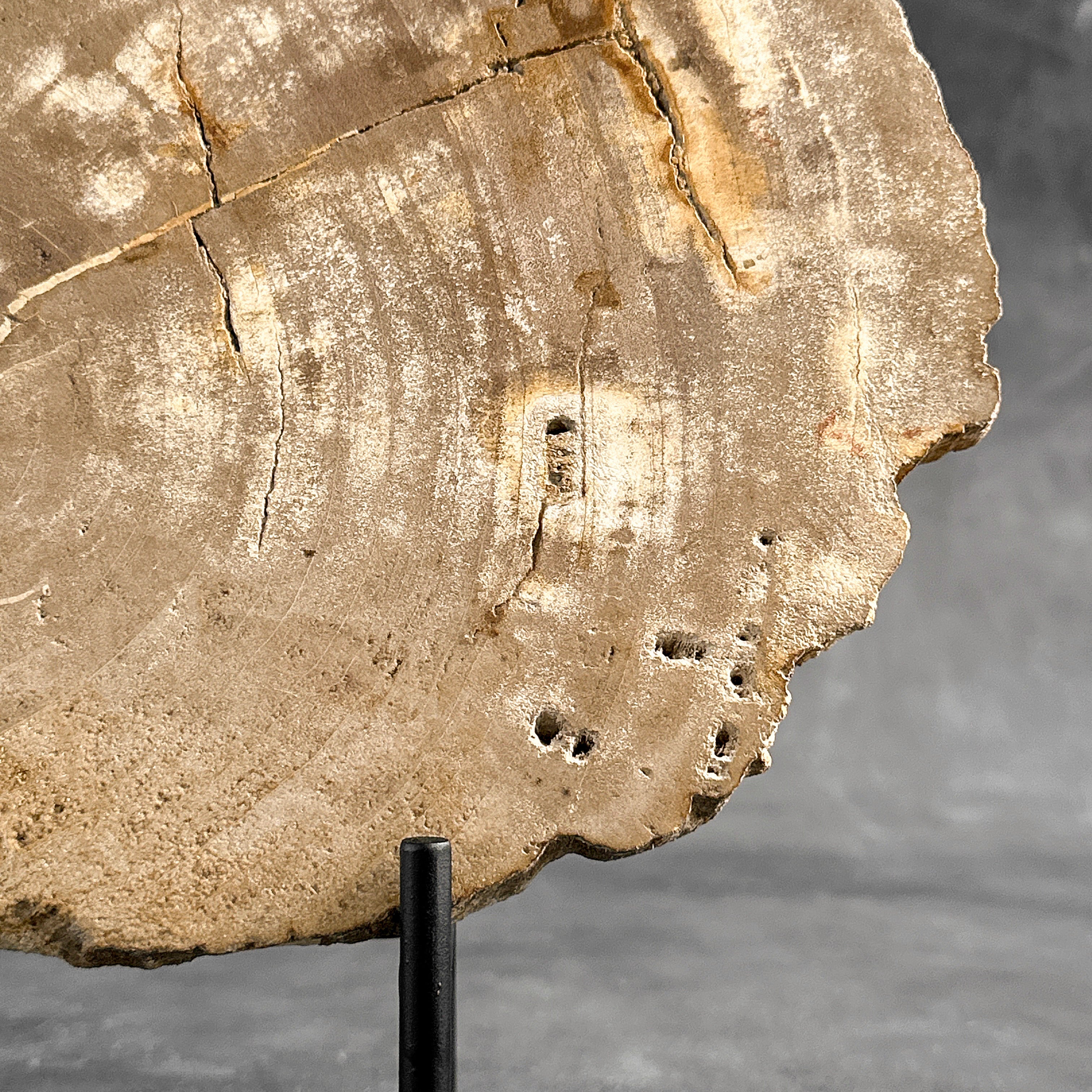Beautiful Slice of Petrified Wood on stand - H5/174