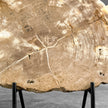 Beautiful Slice of Petrified Wood on stand - H5/174