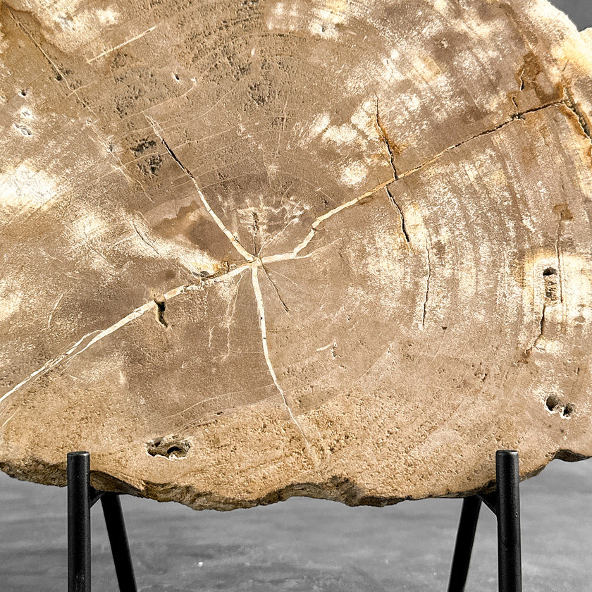 Beautiful Slice of Petrified Wood on stand - H5/174