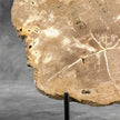 Beautiful Slice of Petrified Wood on stand - H5/174