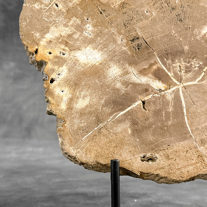 Beautiful Slice of Petrified Wood on stand - H5/174