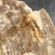 Beautiful Slice of Petrified Wood on stand - H5/174