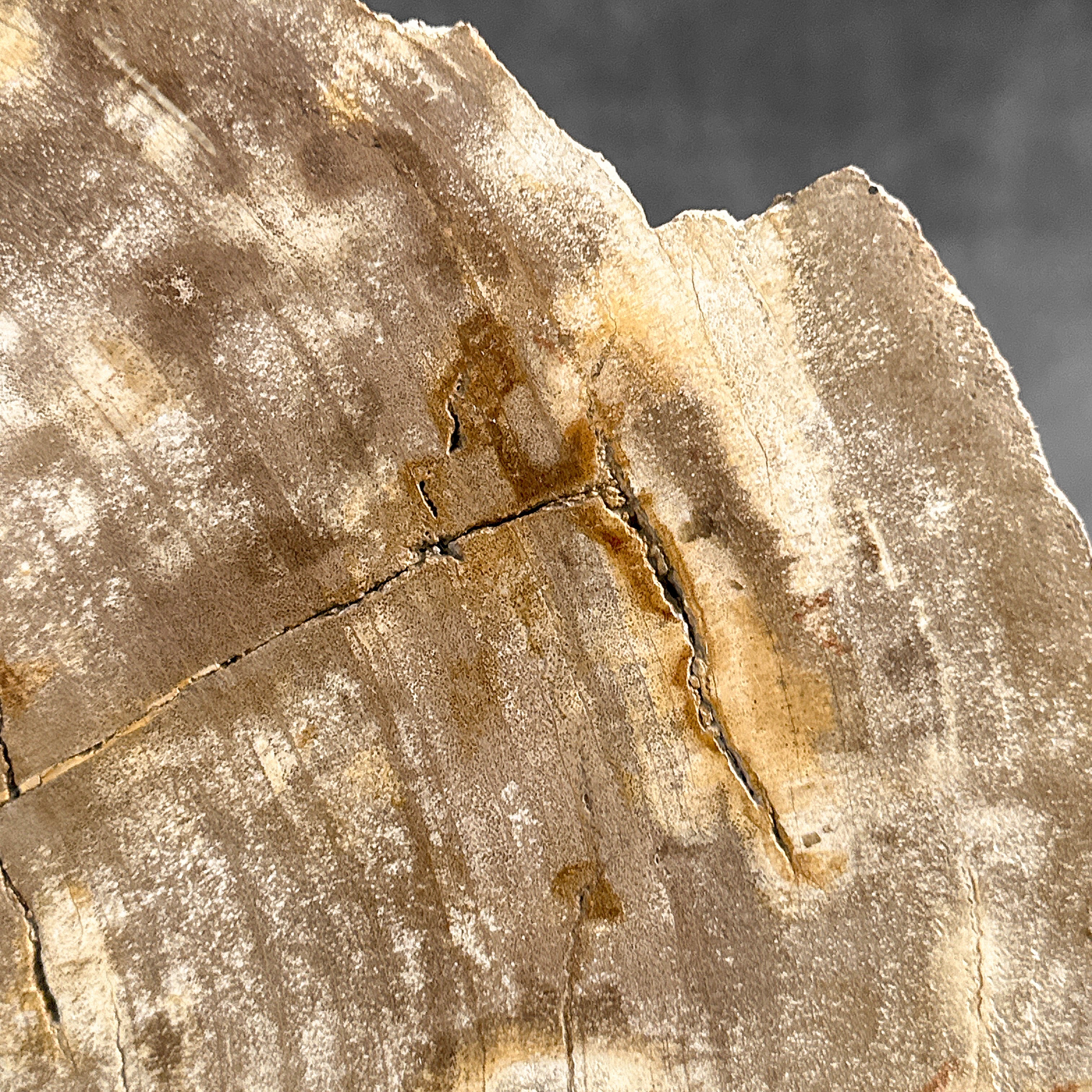 Beautiful Slice of Petrified Wood on stand - H5/174