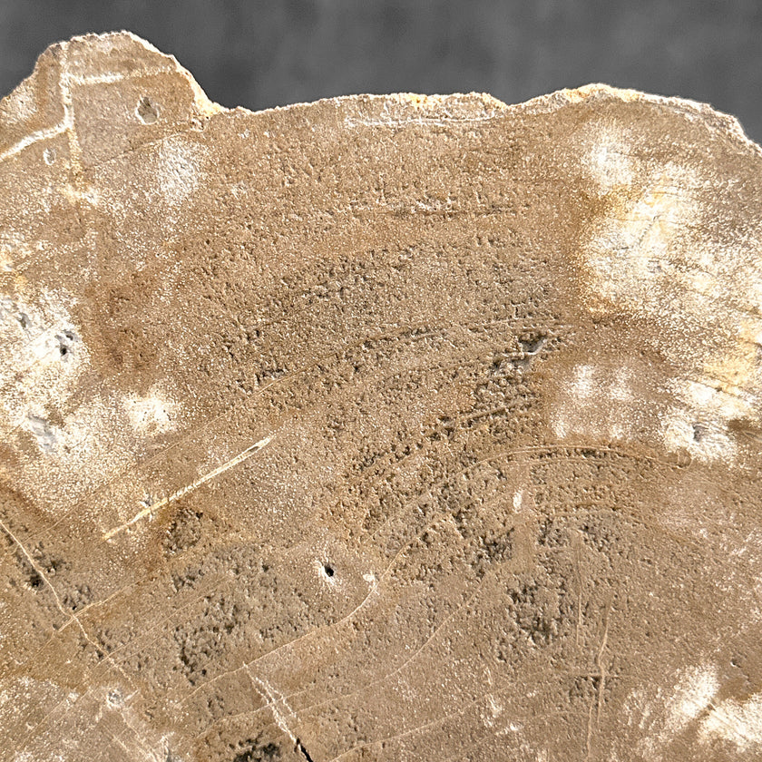 Beautiful Slice of Petrified Wood on stand - H5/174