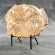 Beautiful Slice of Petrified Wood on stand - H5/174