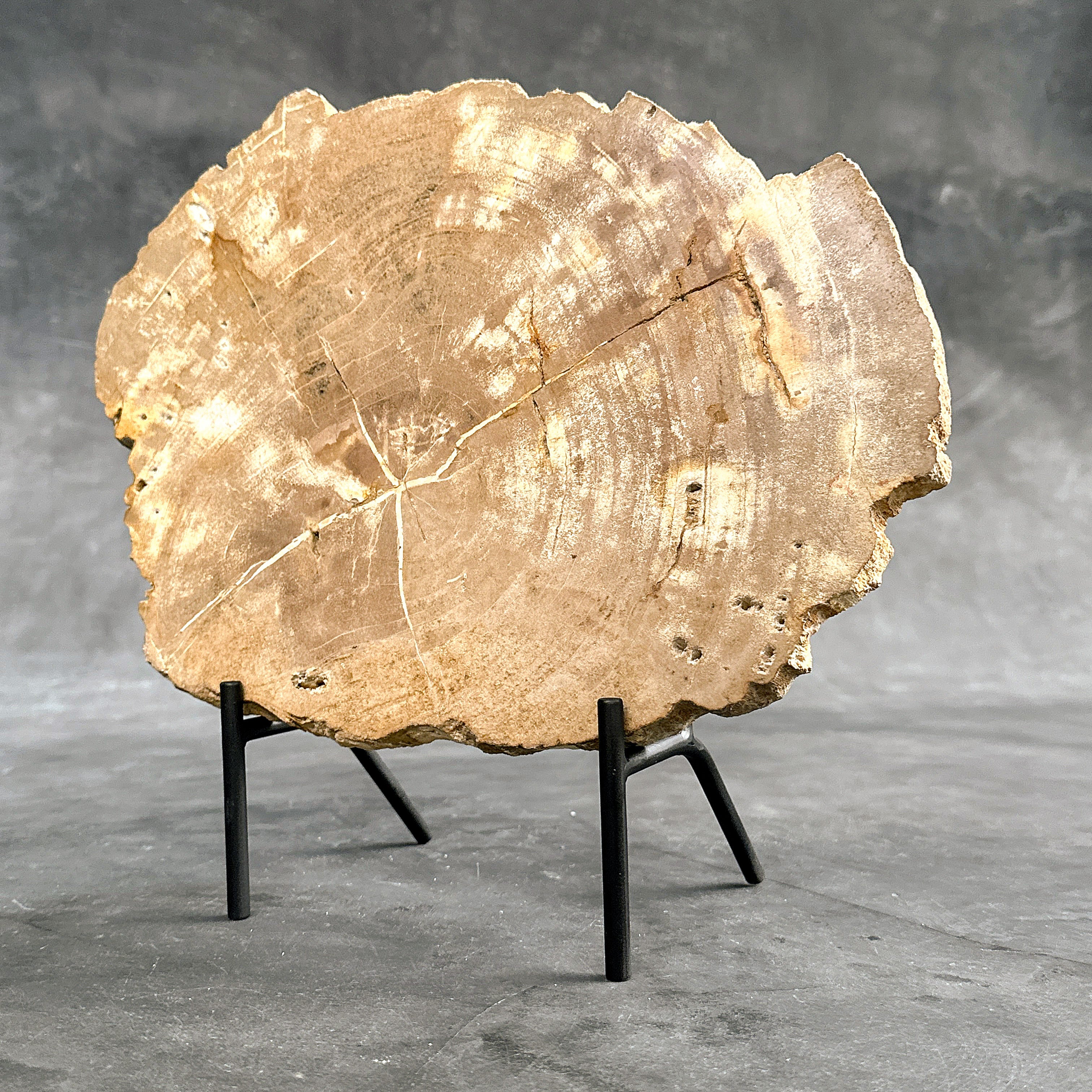 Beautiful Slice of Petrified Wood on stand - H5/174